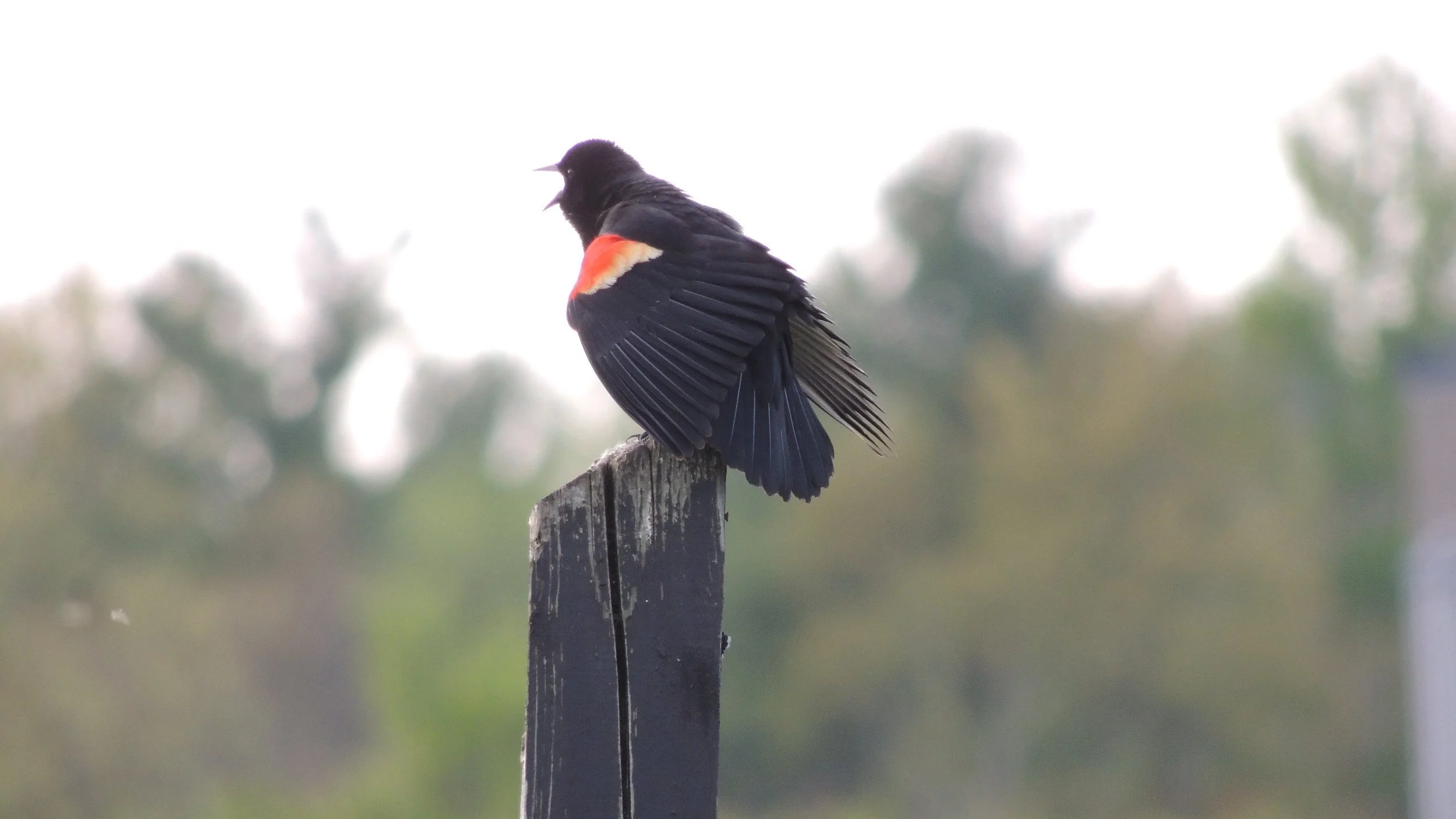 Into the Woods with Curio: Singing in the Snow