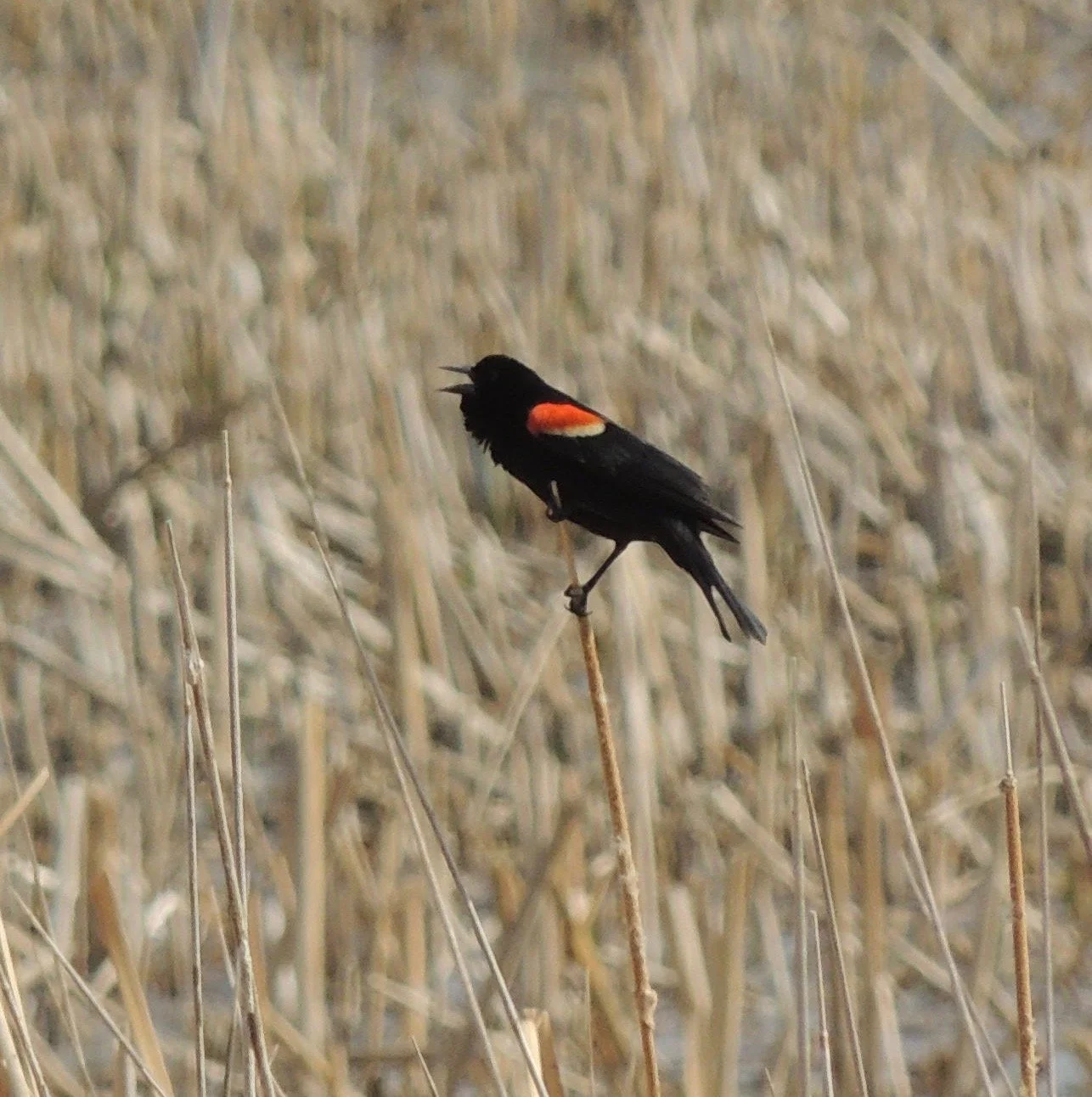 Into the Woods with Curio: Bird Calls Made Easy