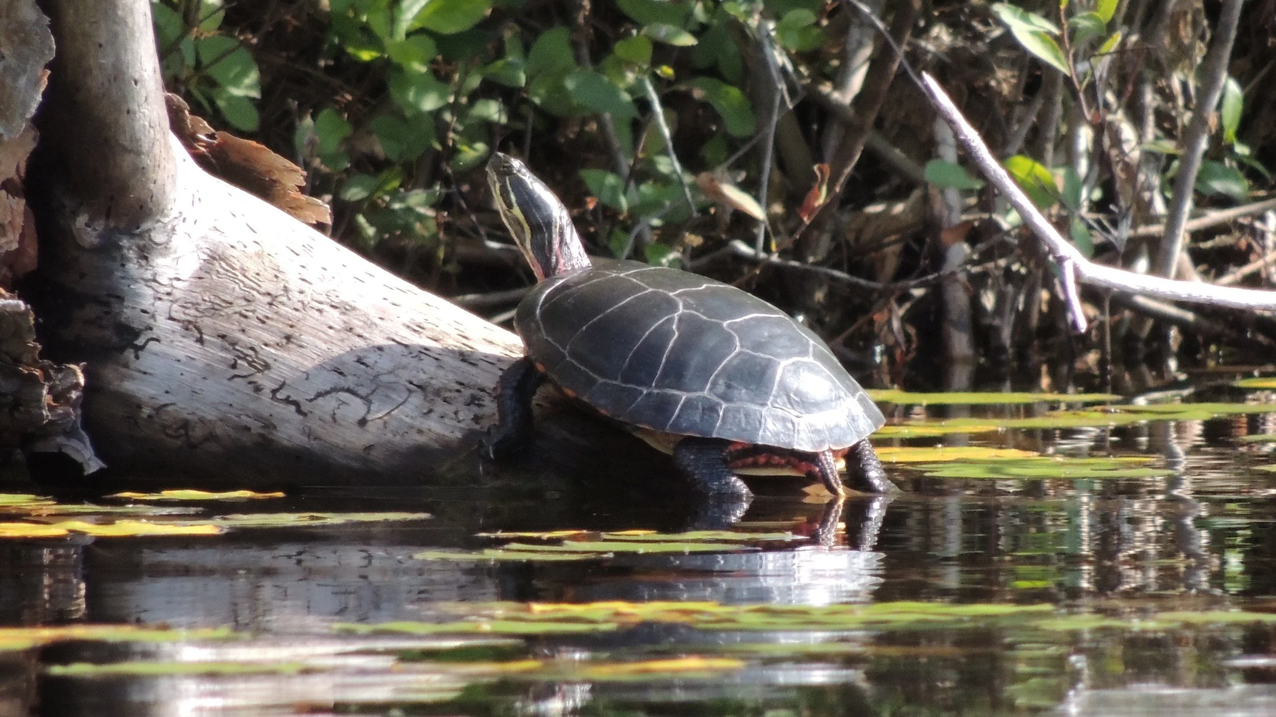 Into the Woods With Curio: June is Turtle Month