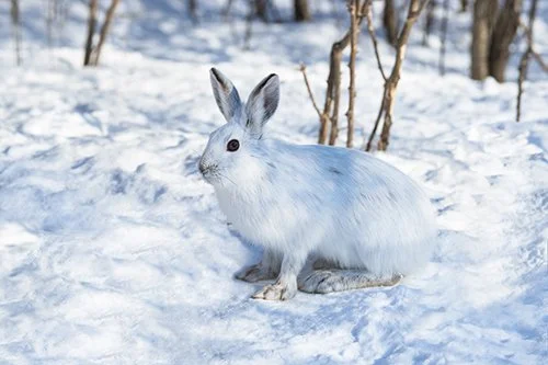 Into the Woods with Curio: What do Animals Wear in the Winter?