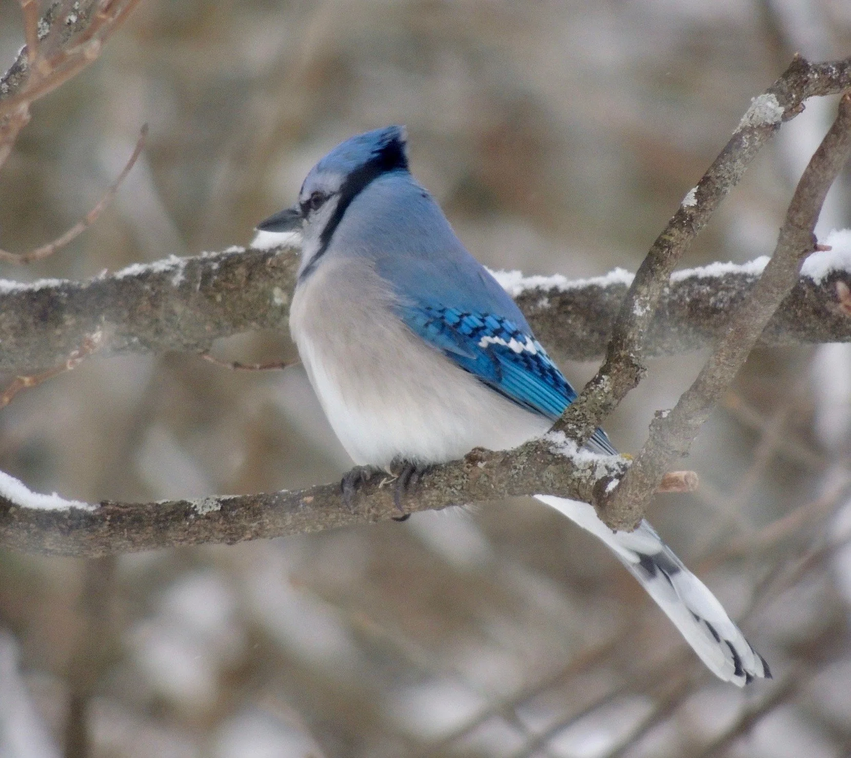 Into the Woods with Curio: Memory Games