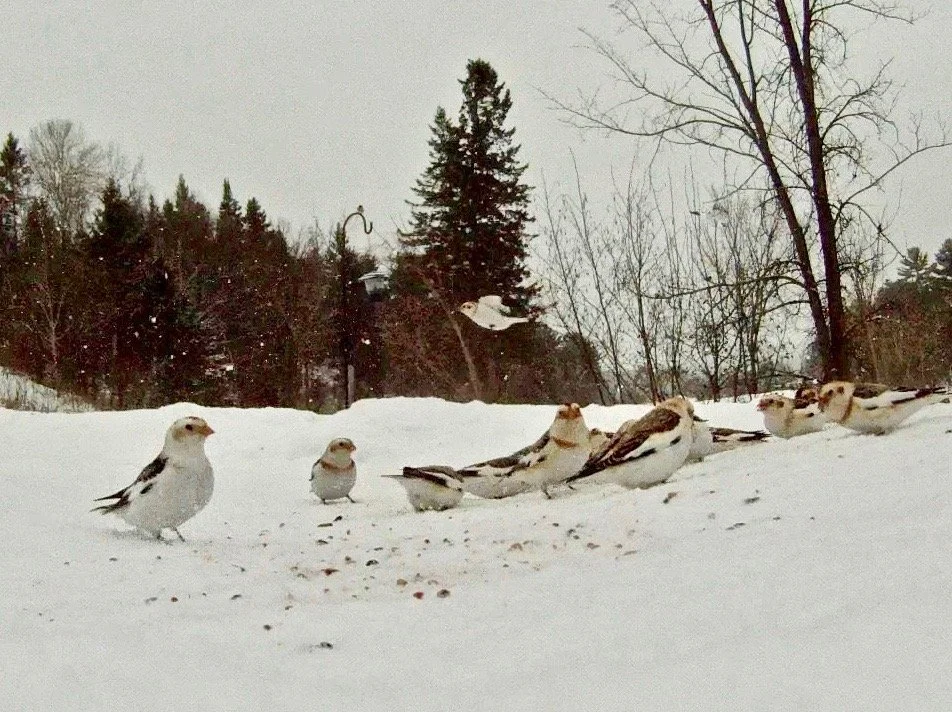 Into the Woods with Curio: Snow Buntings