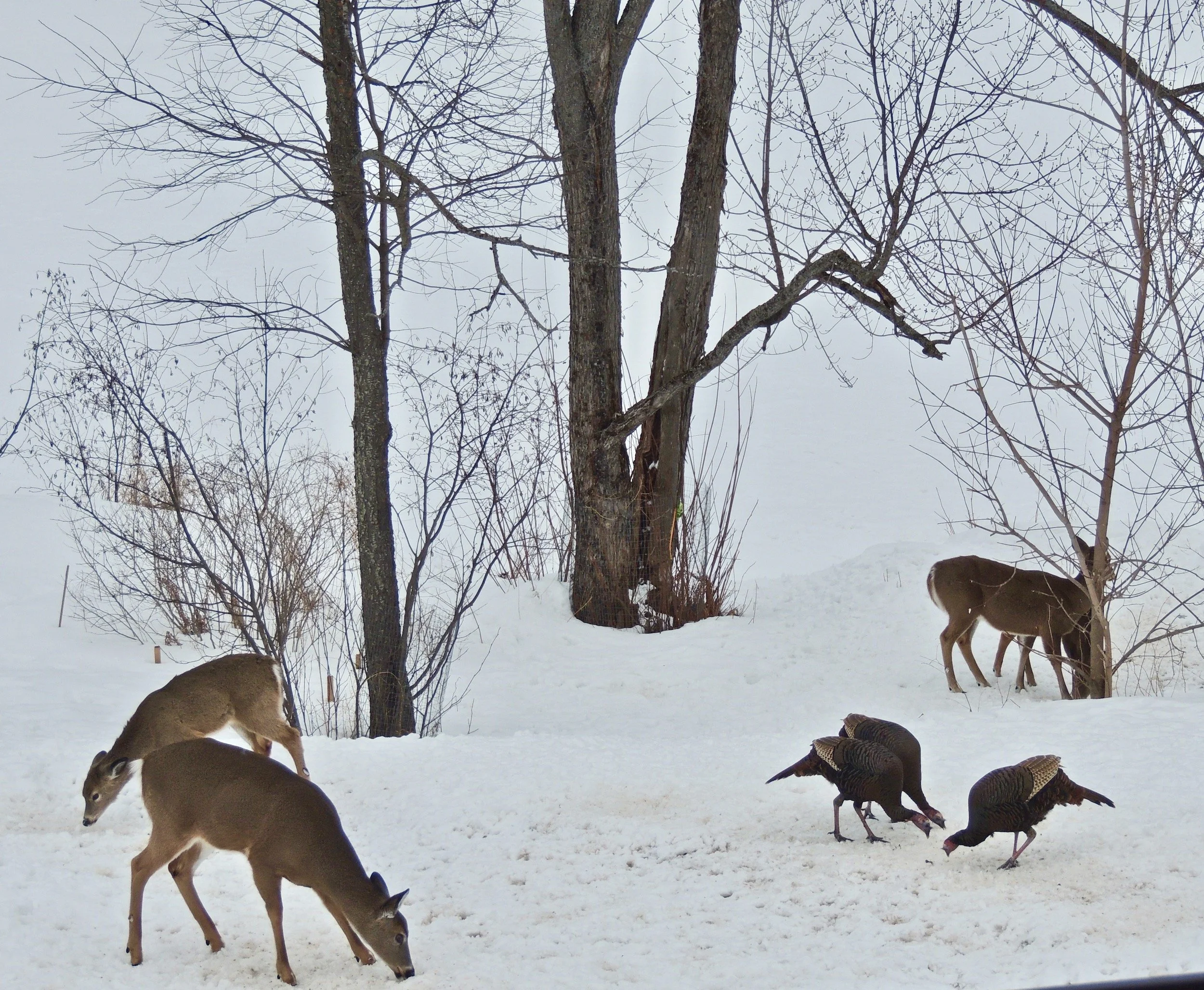 Into the Woods with Curio: Feeding the Birds