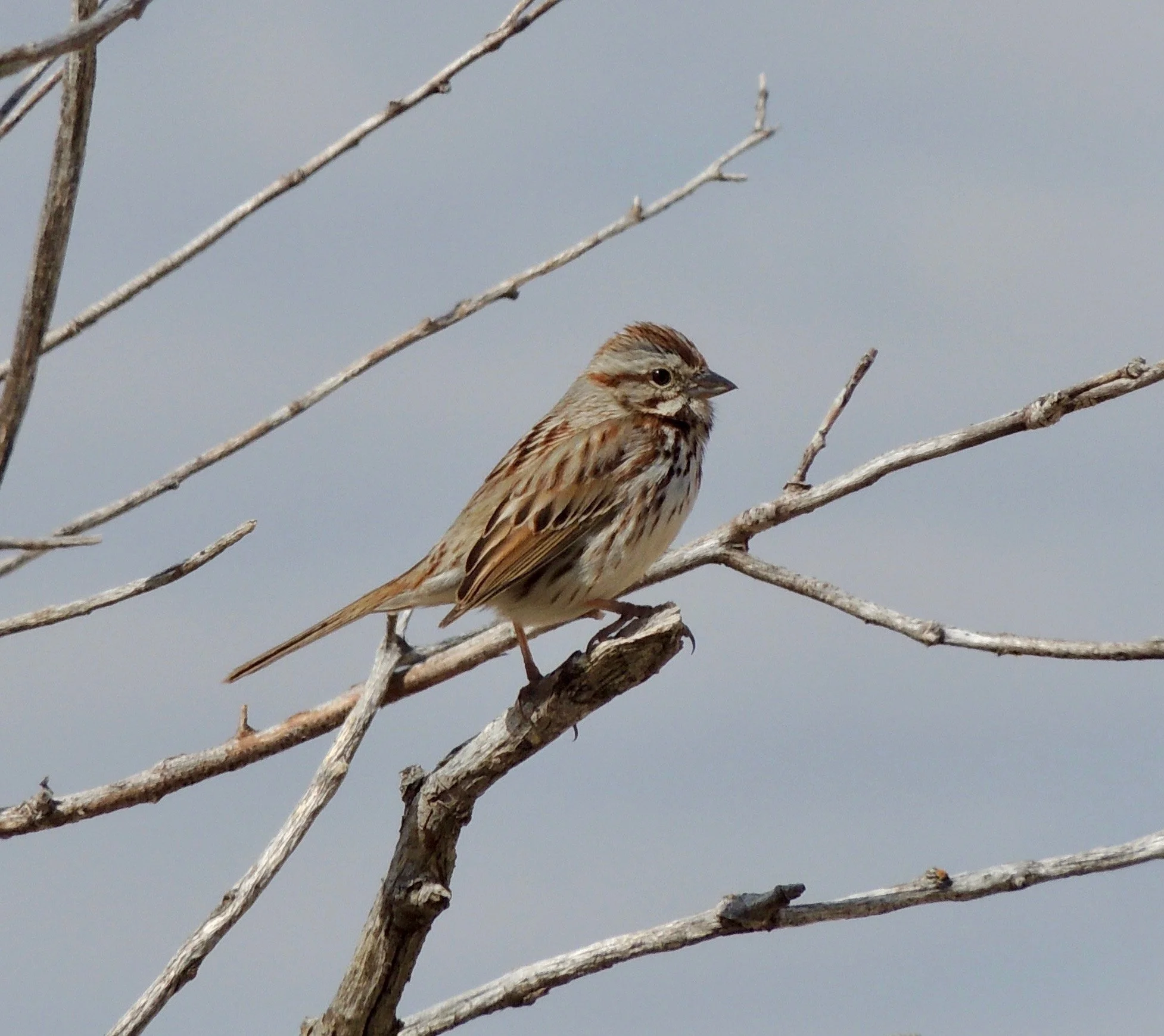 Into the Woods with Curio: Song Sparrow Spring
