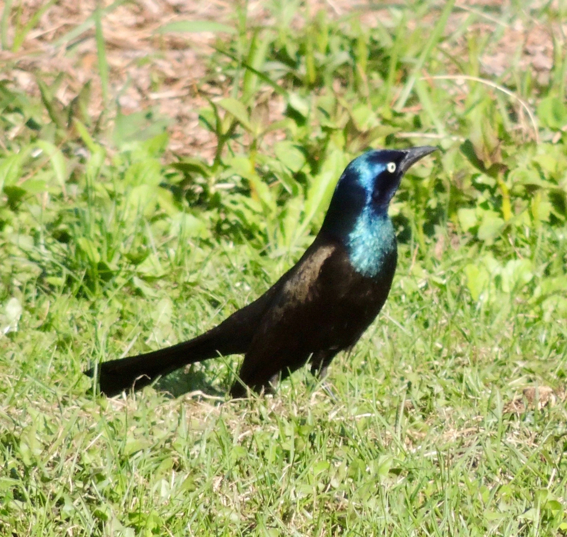 Into the Woods with Curio: Iridescence