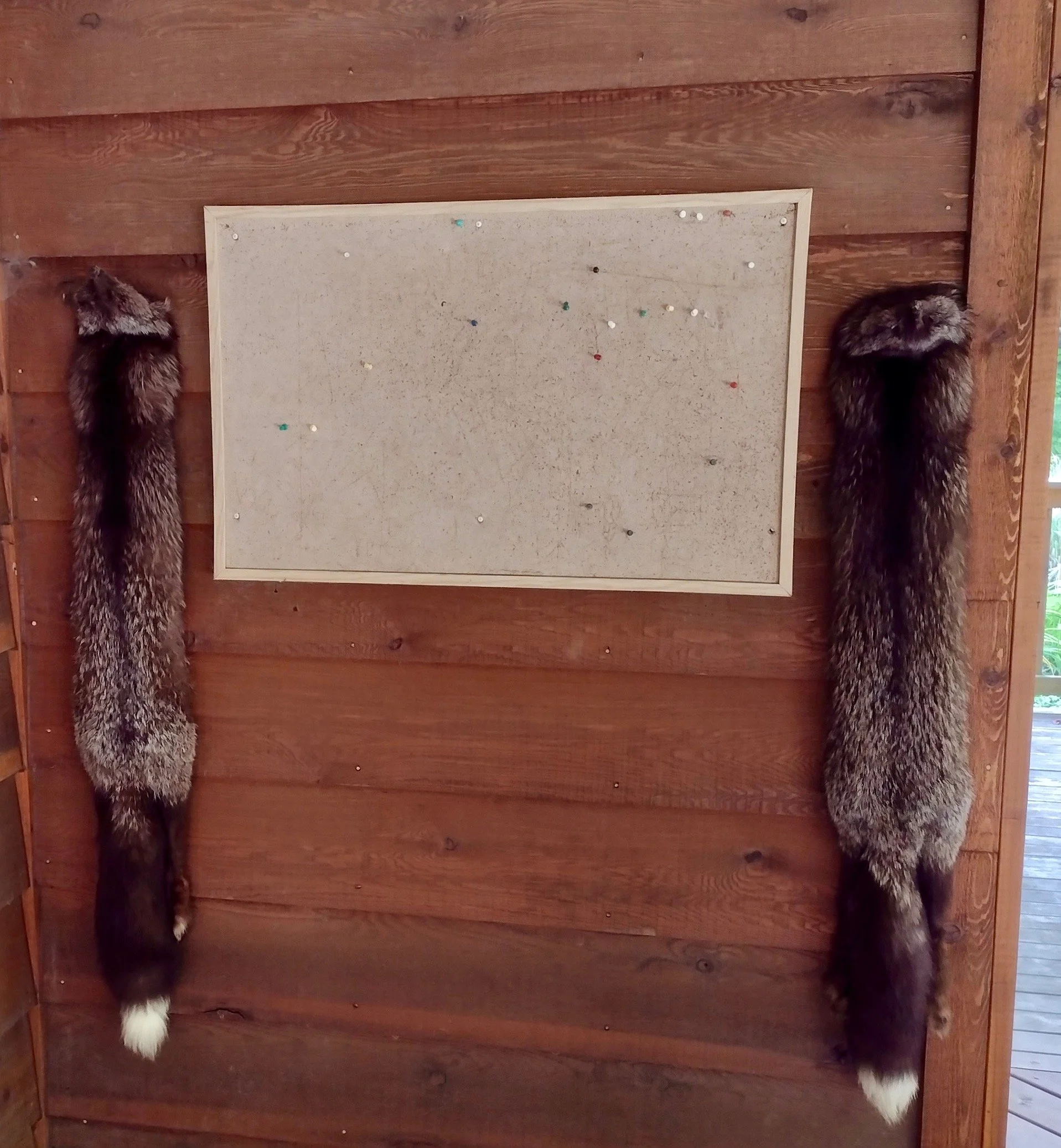 Into the Woods with Curio: Fox Furs