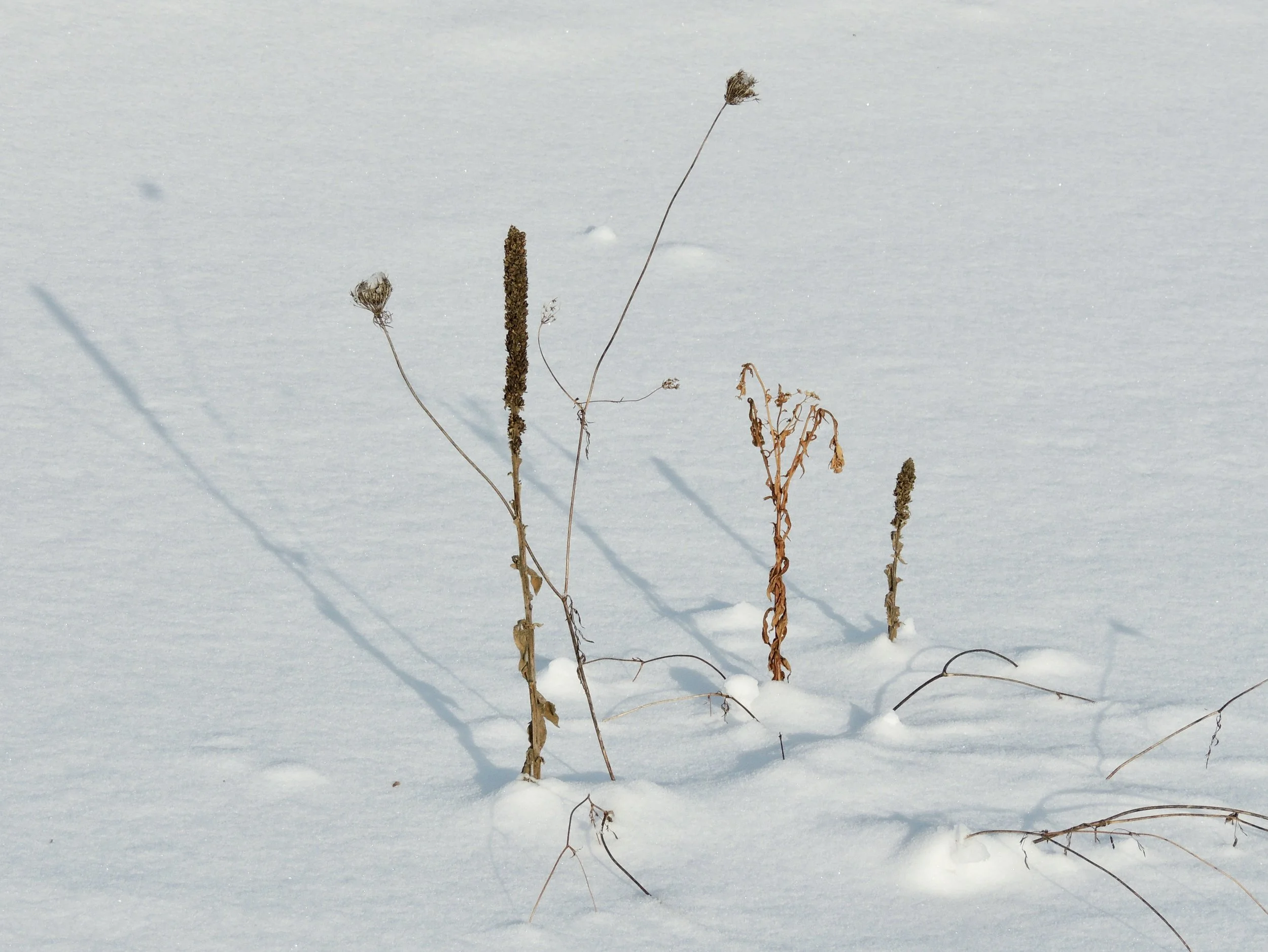 Into the Woods with Curio: Winter Weeds
