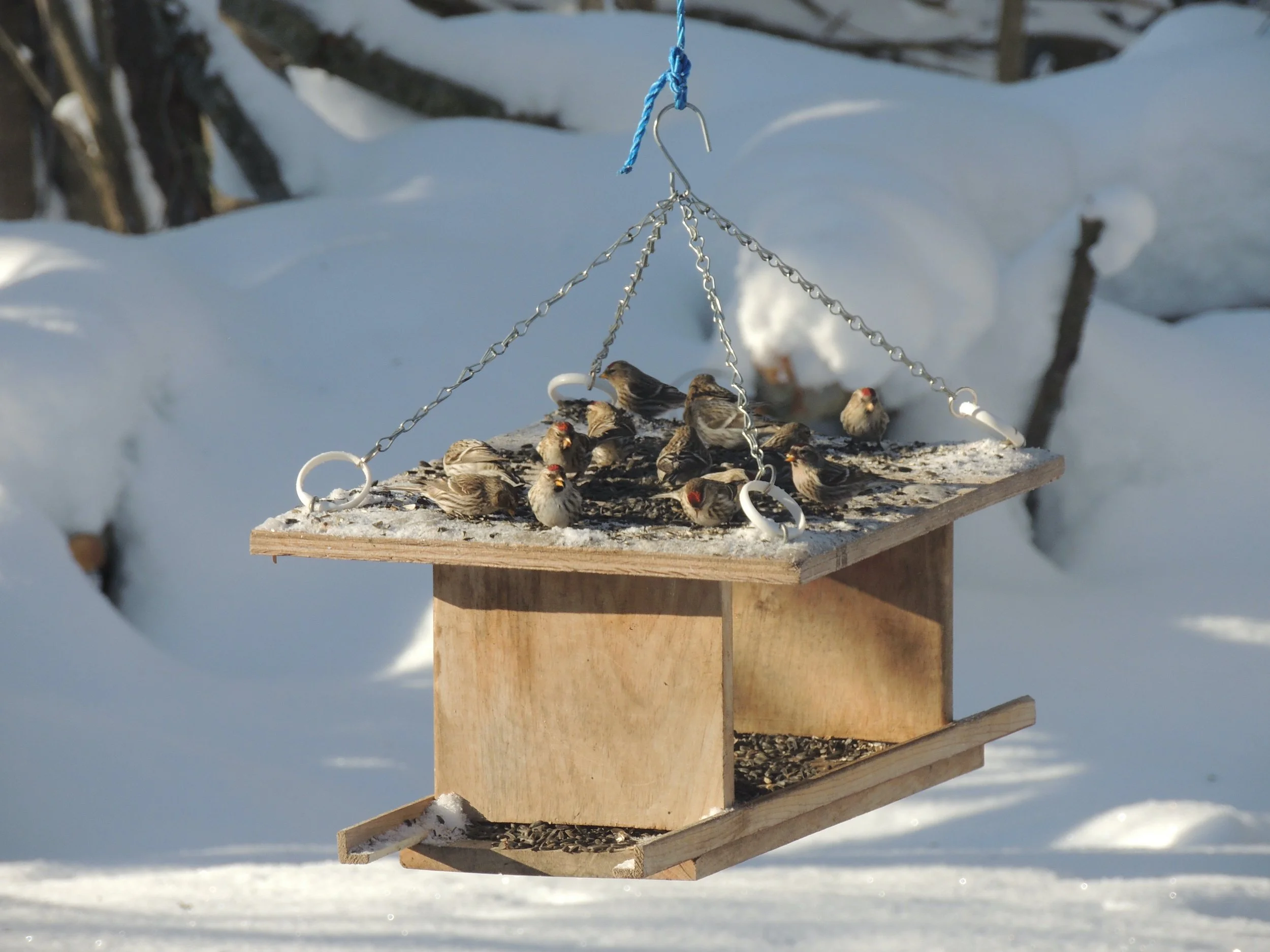 Into the Woods with Curio: Nature by the numbers