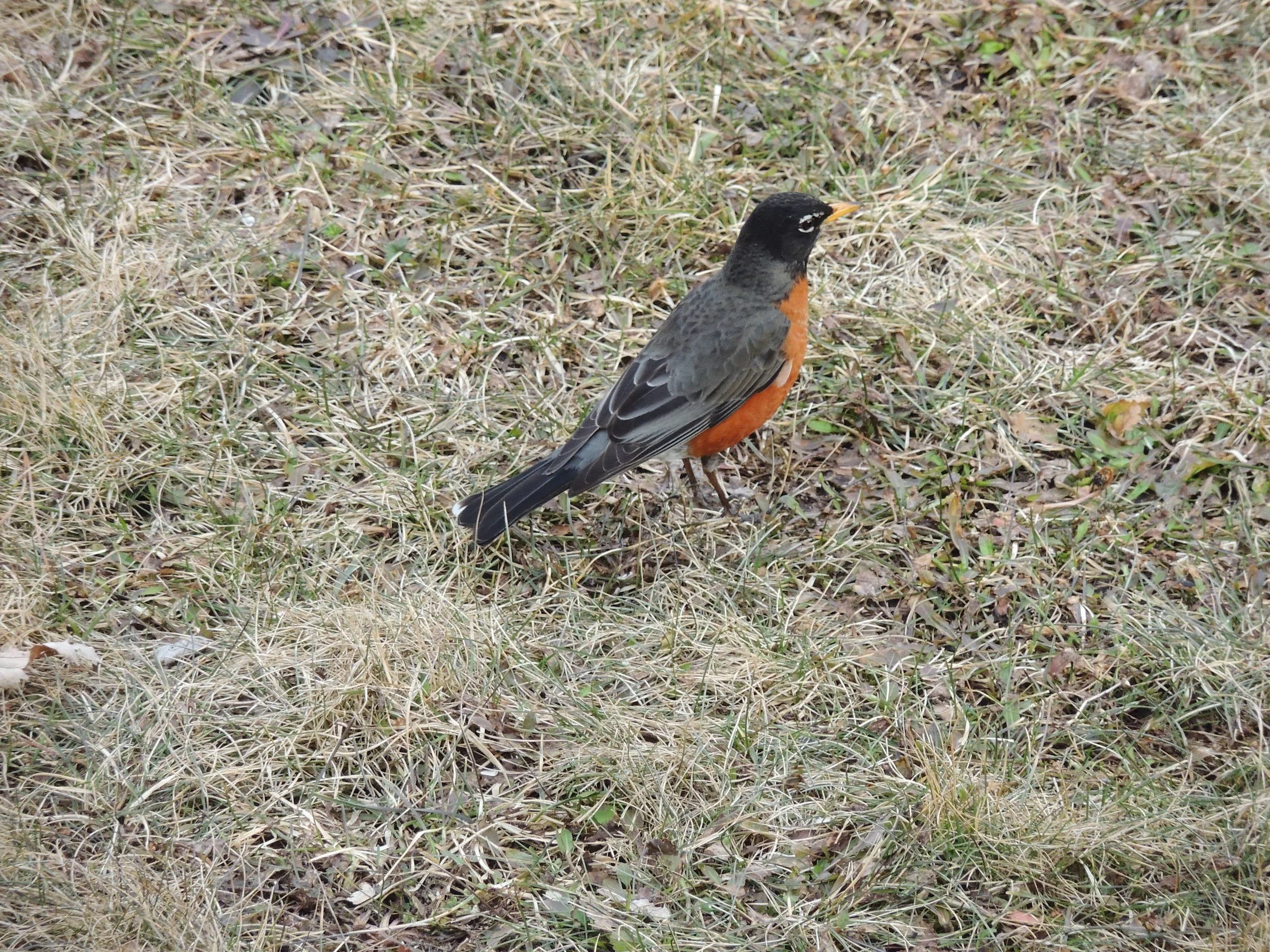 Into the Woods with Curio: Welcome back, Migrants!