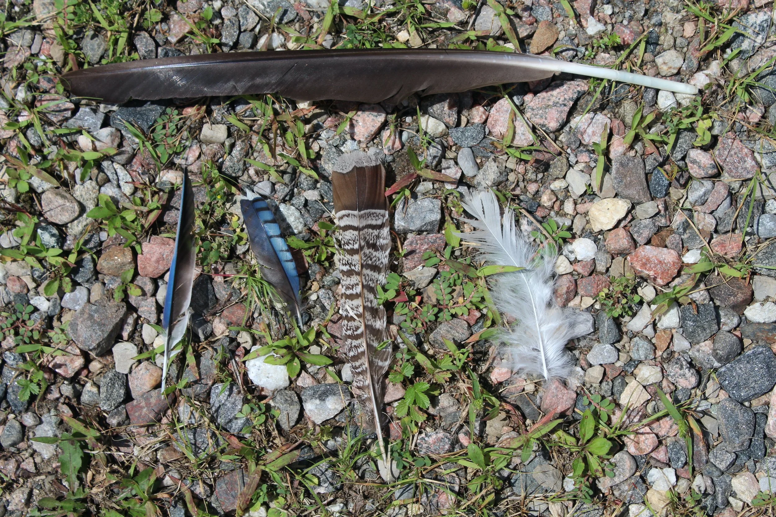 Into the Woods with Curio: Found Feathers