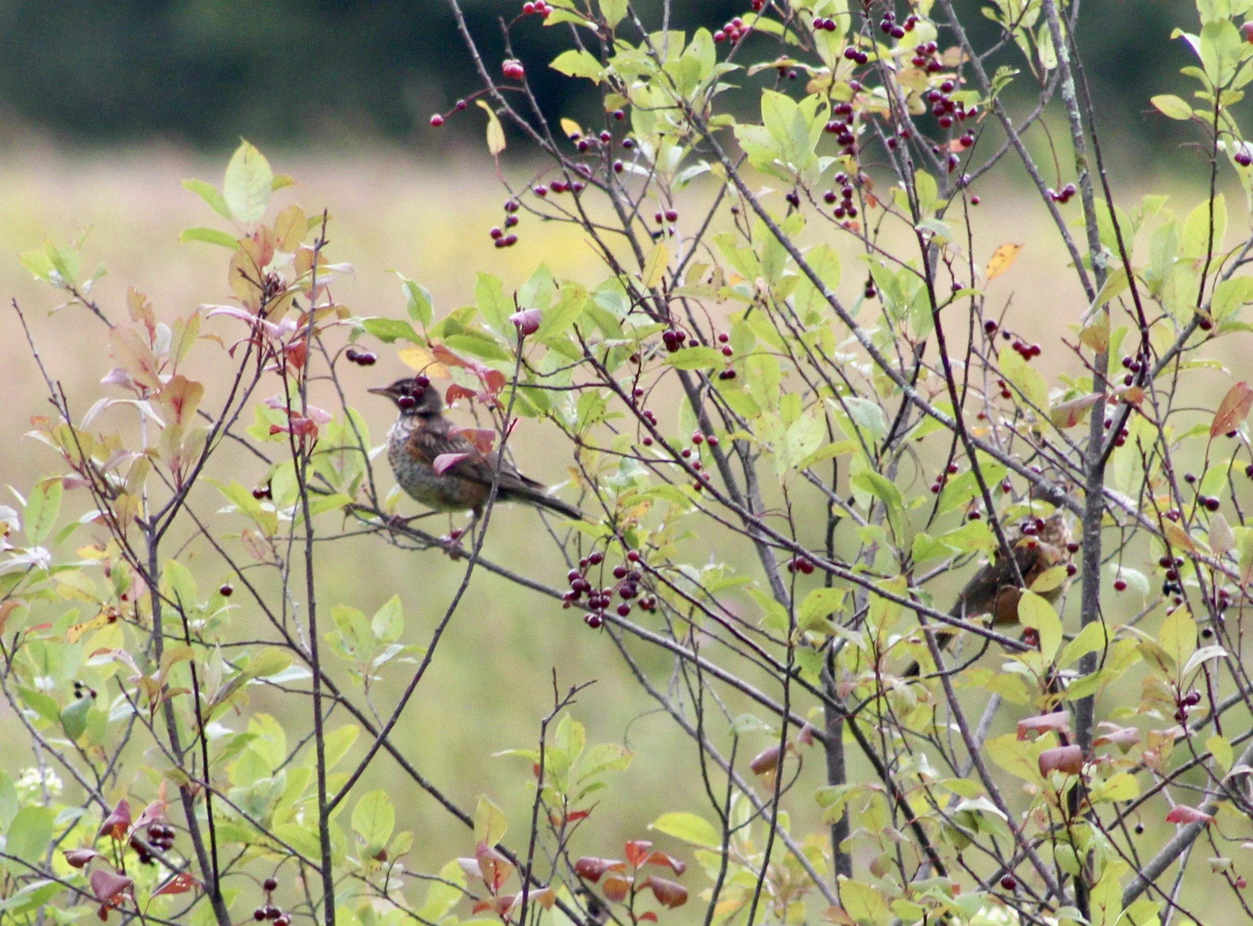 Into the Woods with Curio: Berry Time