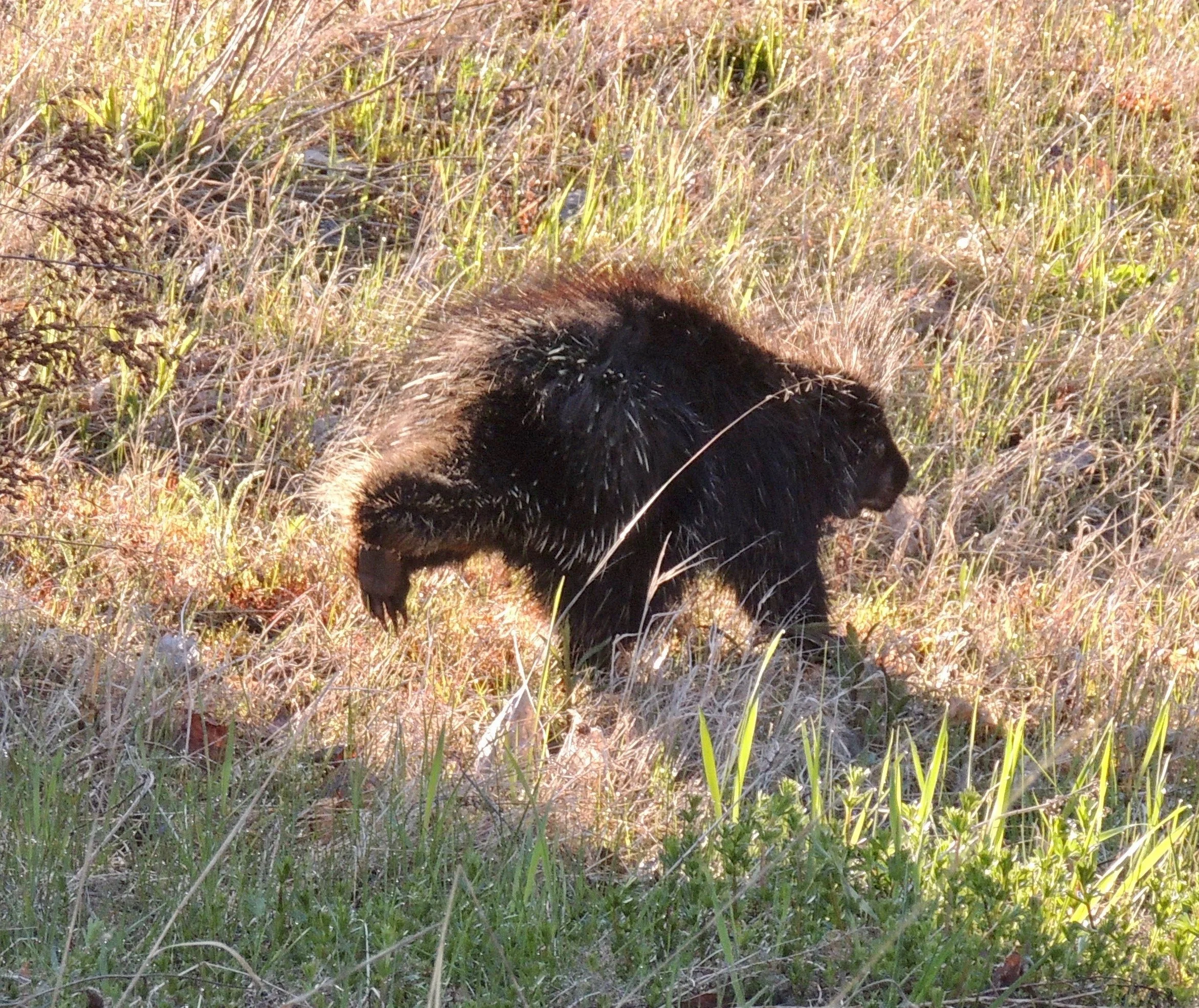 Into the Woods with Curio: Porcupines are Loners