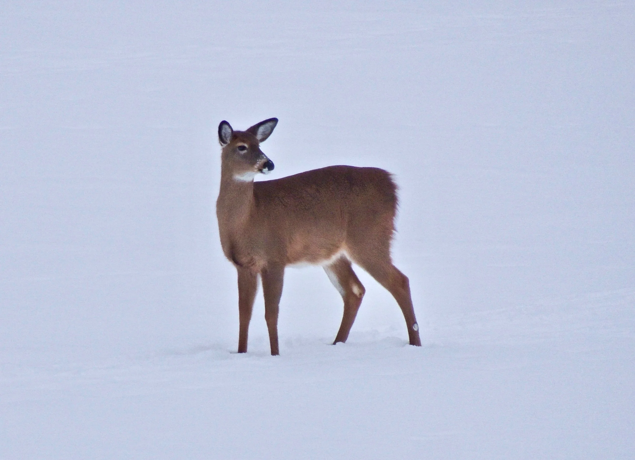 Into the Woods with Curio: Deer In Winter