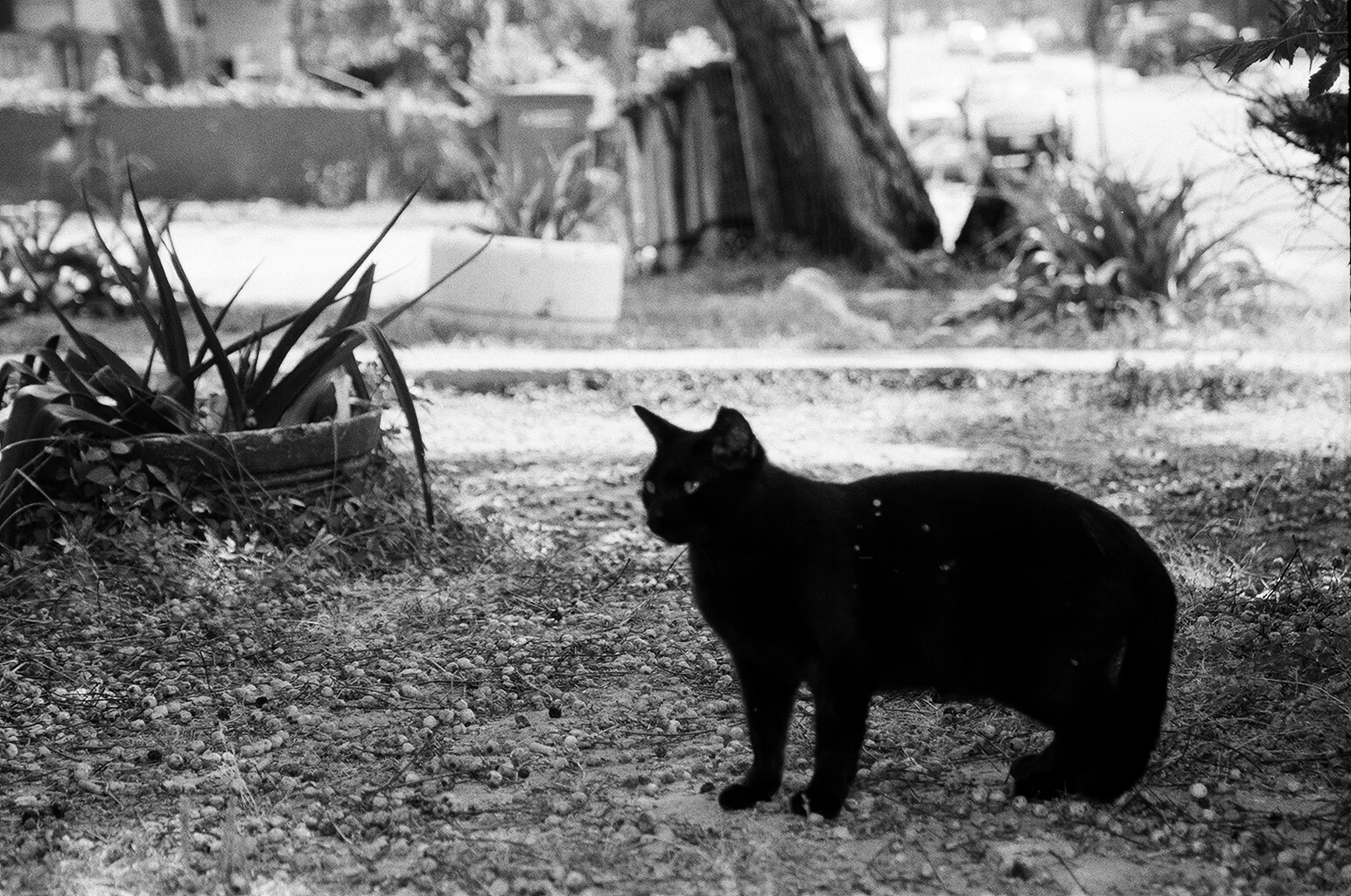  35mm B&amp;W. Austin, TX.&nbsp; 