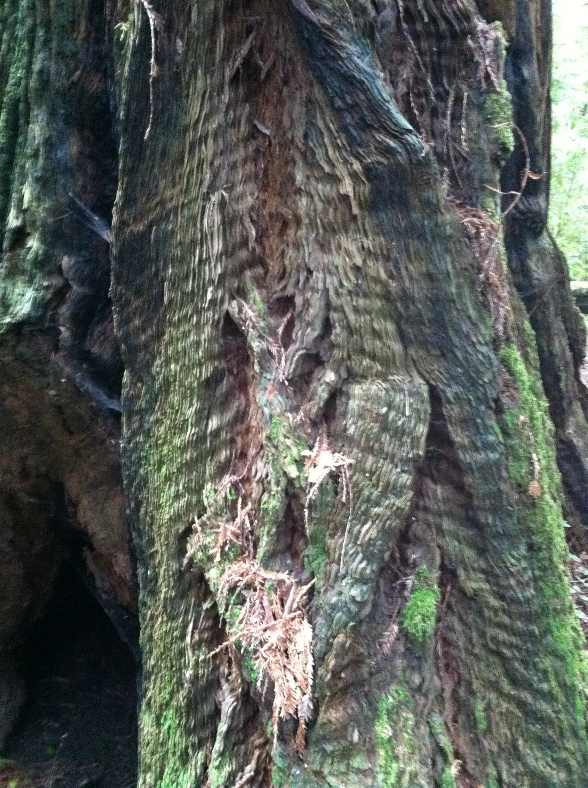 Curly Redwood Bark