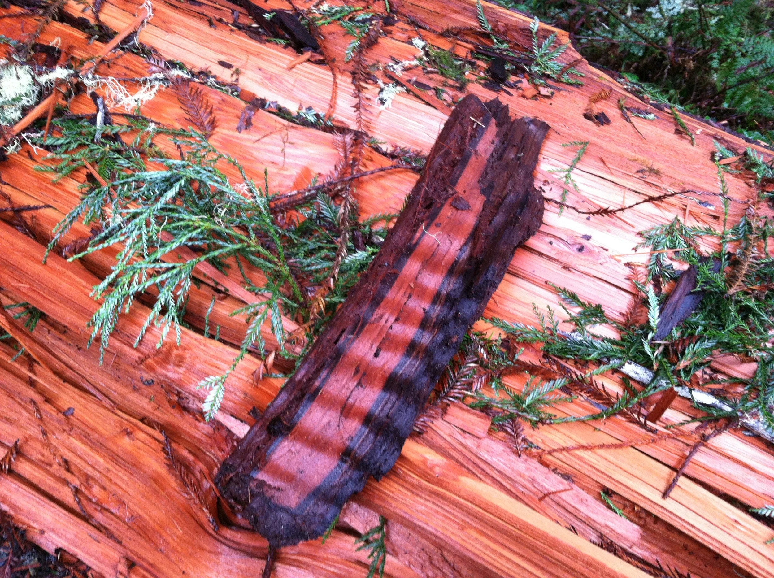 Curly Redwood Fragment