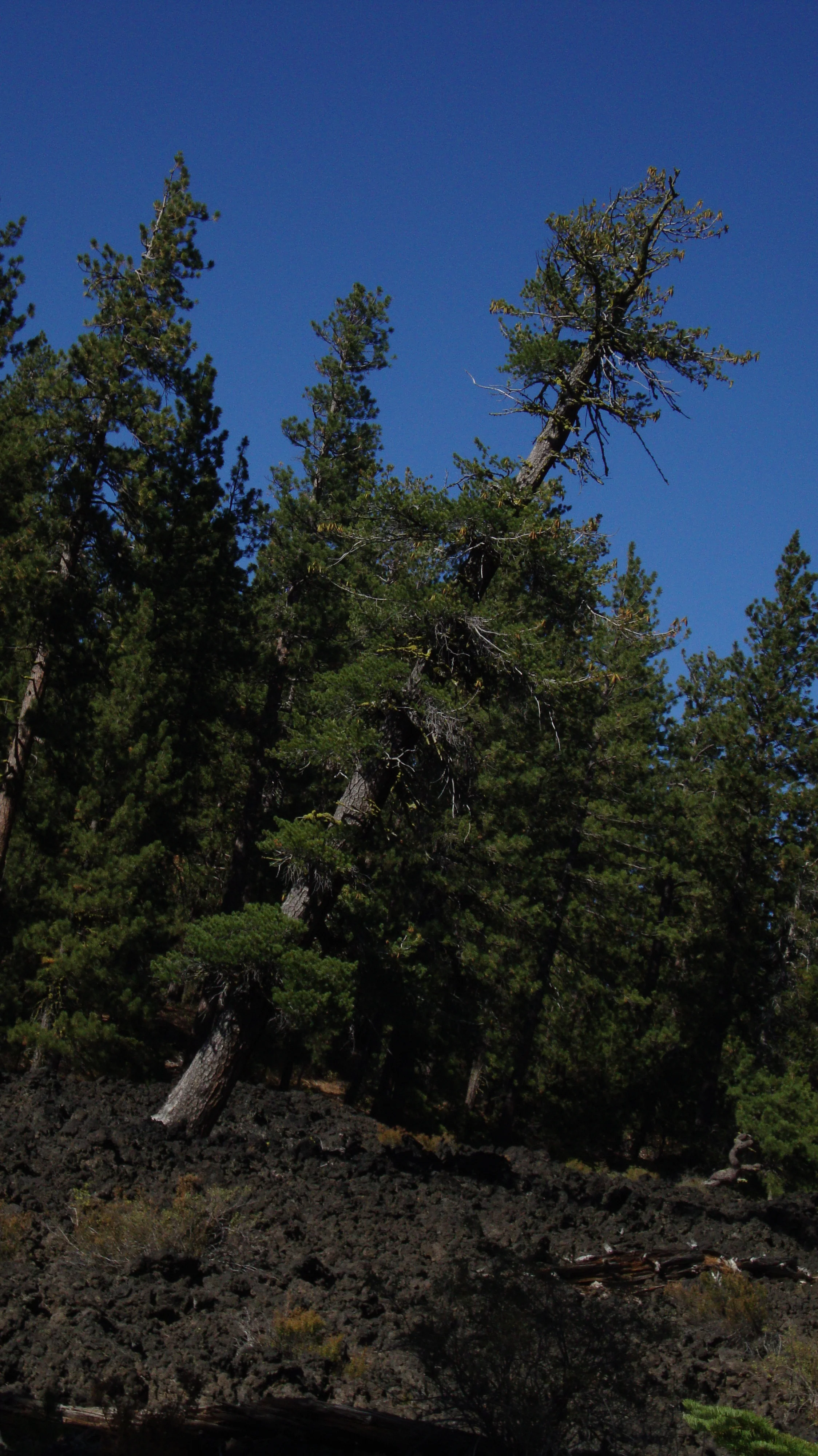 Lava Cast Forest - Newberry Caldera