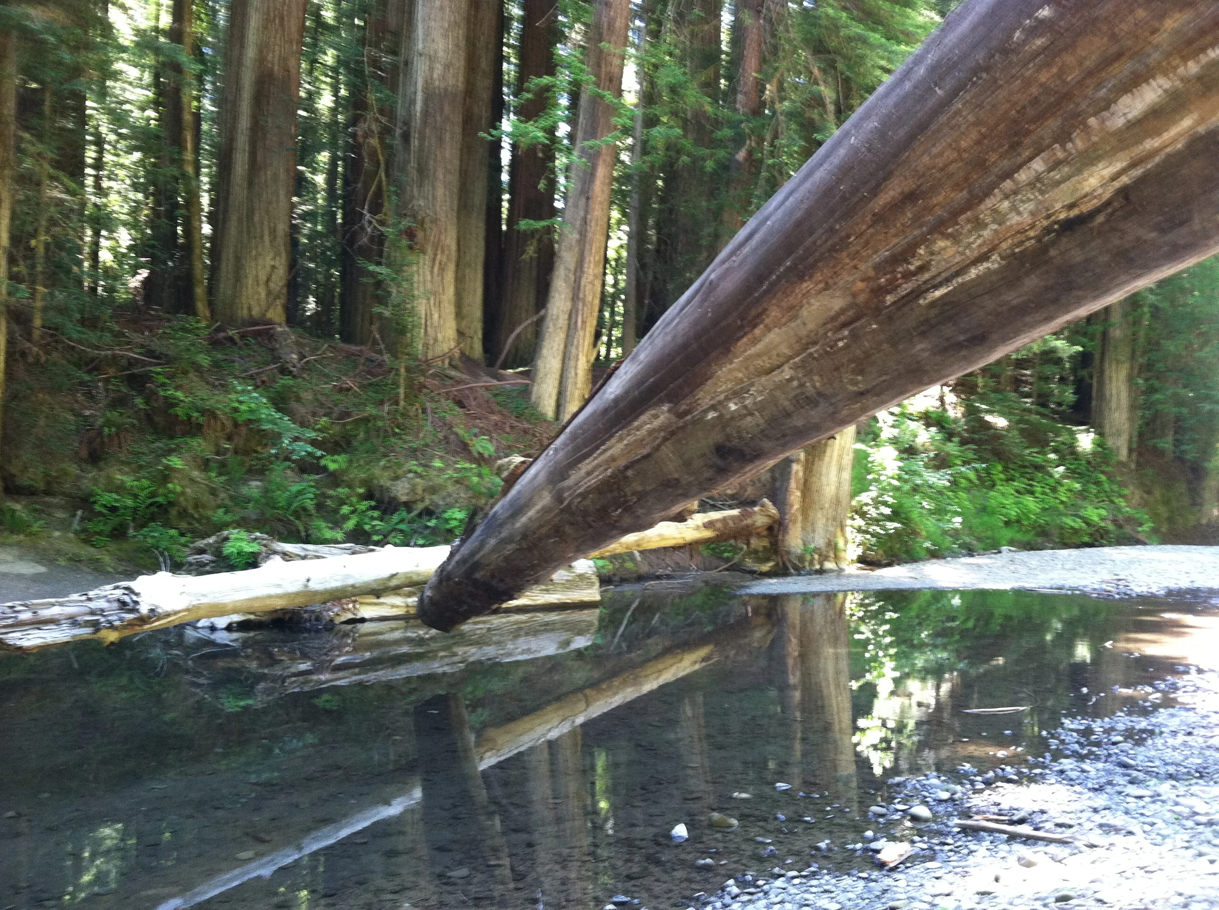 Suspended Dead Tree - Humboldt Redwoods State Park