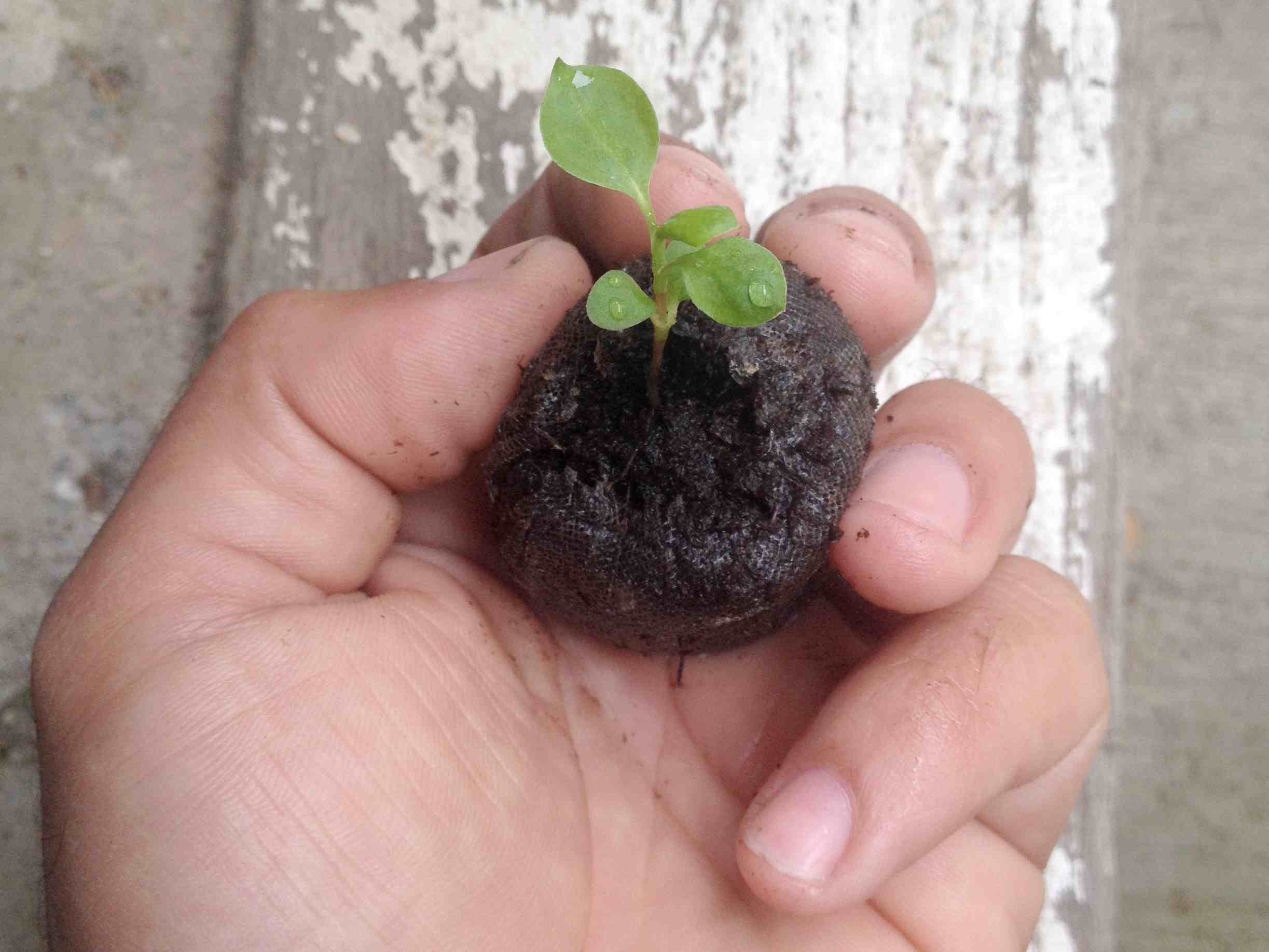 Persicaria Tinctoria Seedling with cotyledons and first few leaves developing.