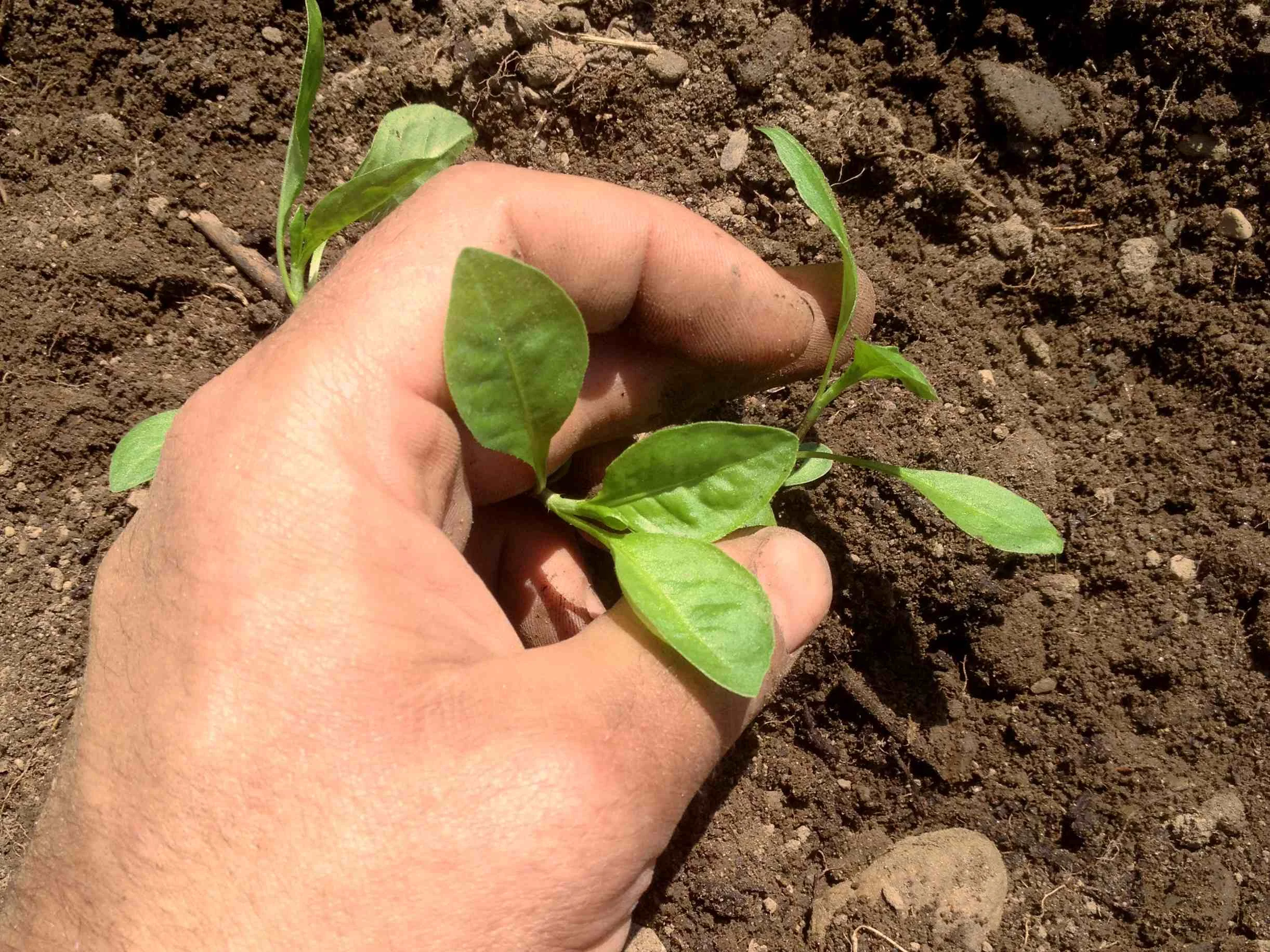 Transplanted seedlings into the ground at Flywheel Farm in Woodbury, VT.