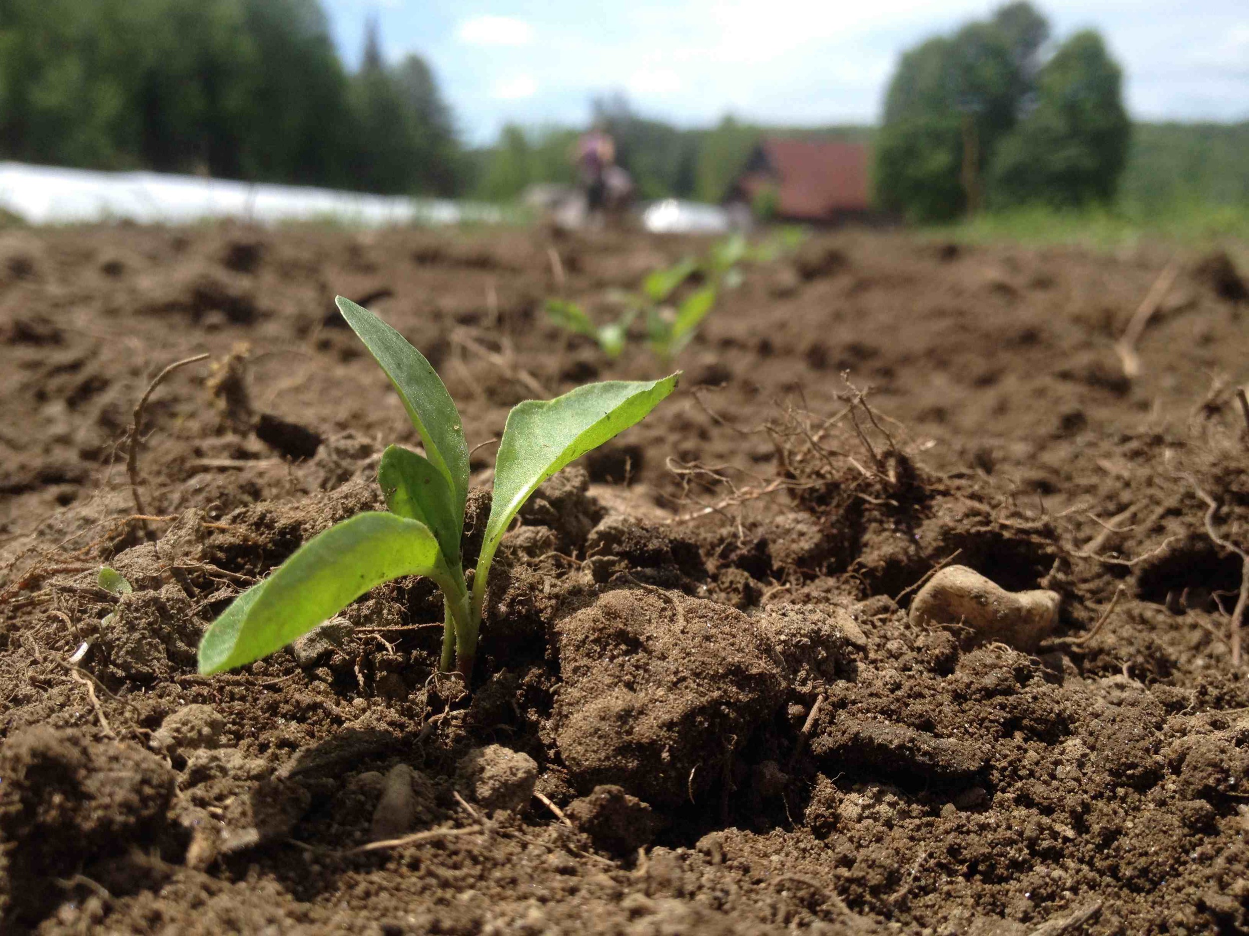 Indigo seedlings planted in rows.