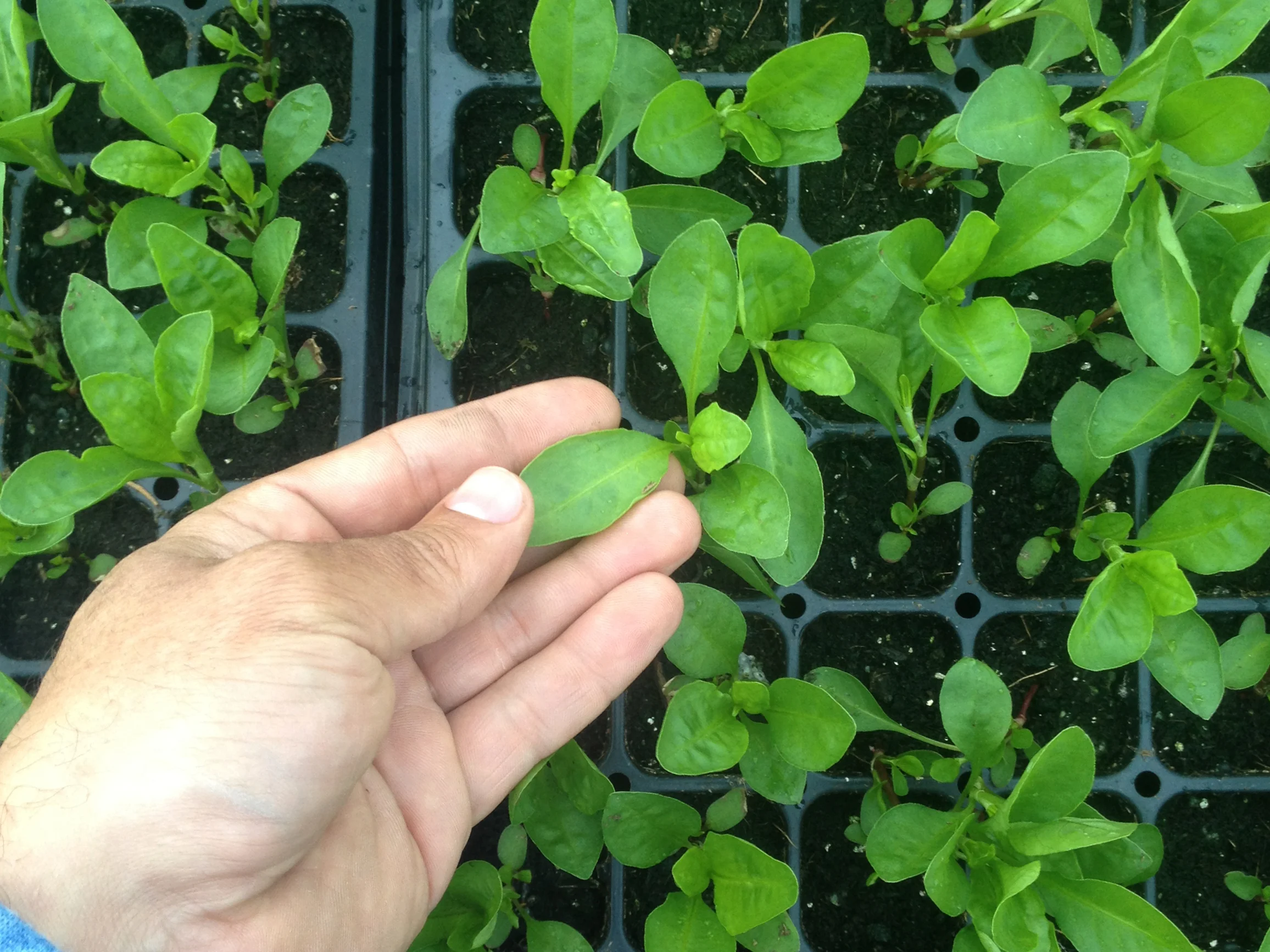 graham keegan persicaria tinctoria seedlings in trays.jpg