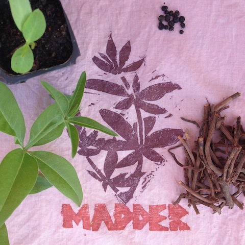 madder+seed+plant+root+and+print.jpeg