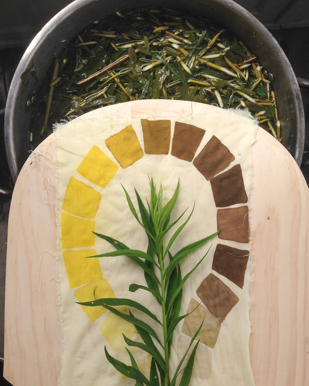 Goldenrod Extraction Fresh.jpg