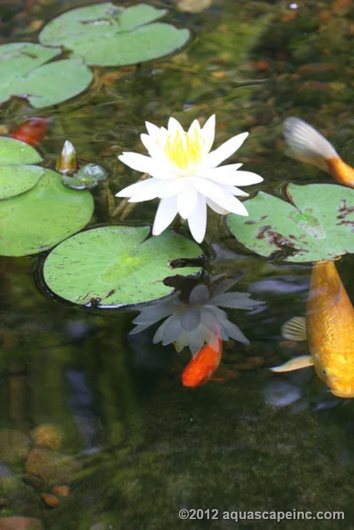 nature18.jpg