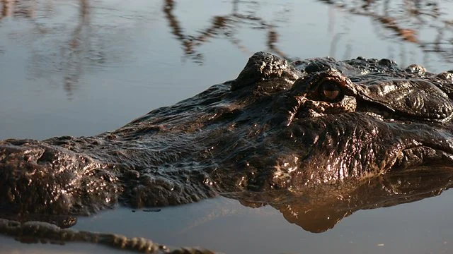 A great doc on animals with an amazing auditory sense