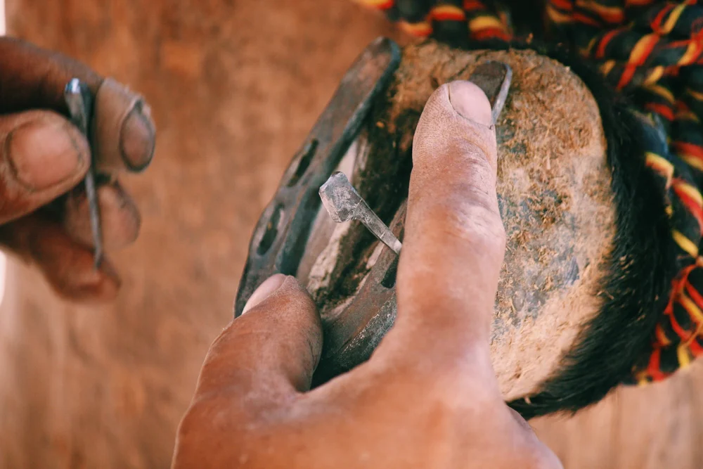 Fixing hooves. © Sound Ark 2011