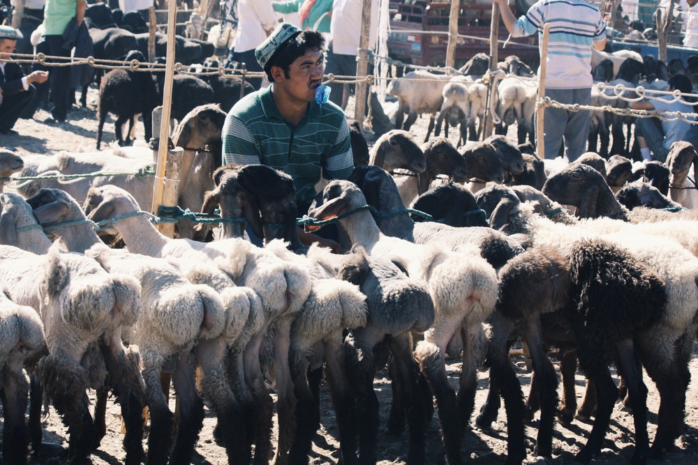 Sheep stand. © Sound Ark 2011