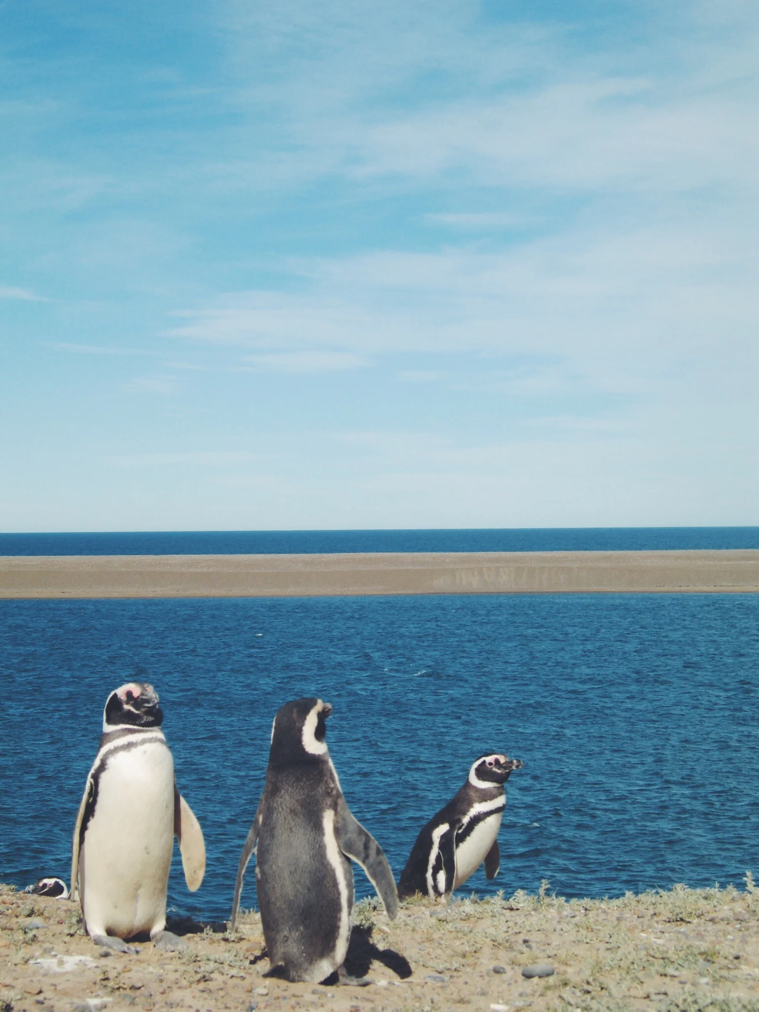 Sound Postcard 10 // Punta Tombo Penguins