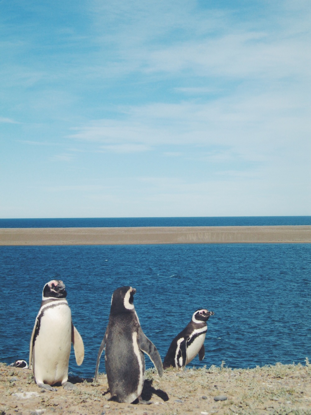 Magellanic Penguins Chillin'