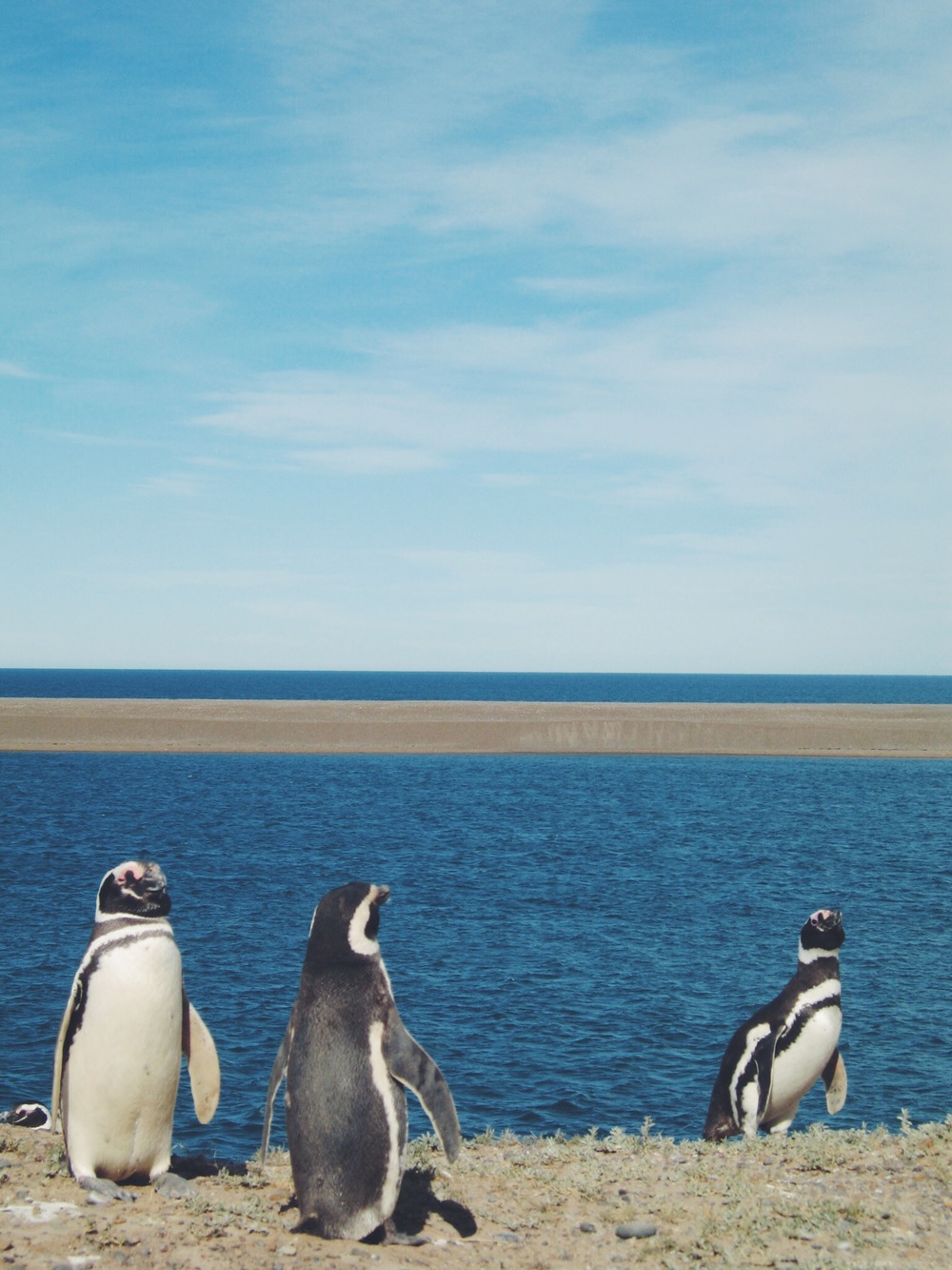 Magellanic Penguins chiling out