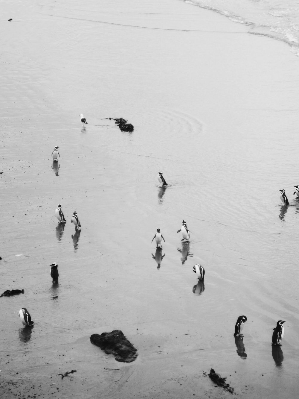 Magellanic Penguins at the beach