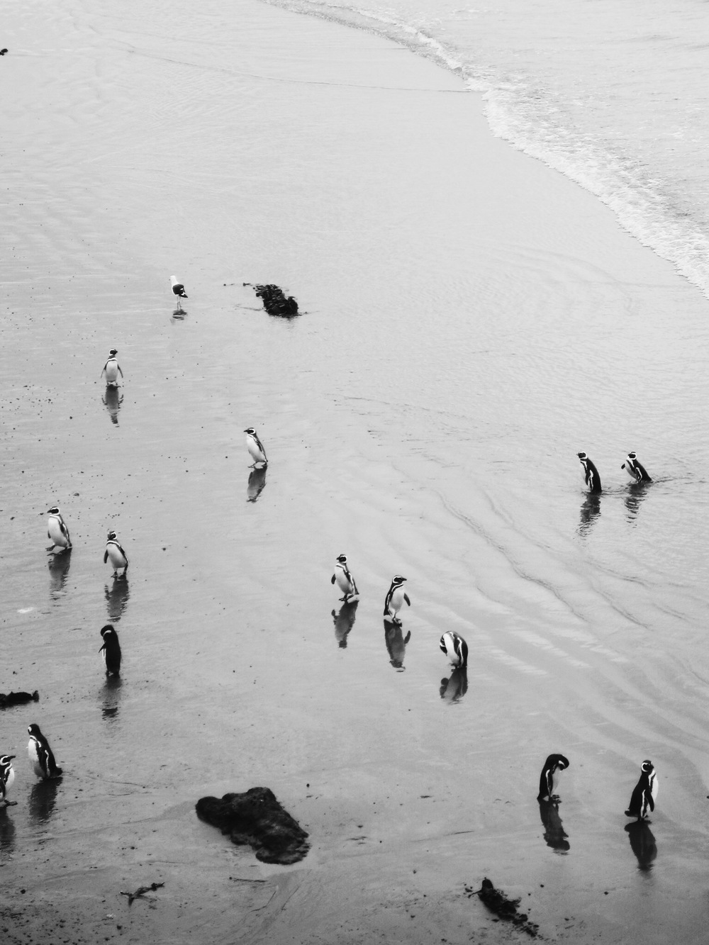 Punta Tombo Magellanic Penguins going for a swim 
