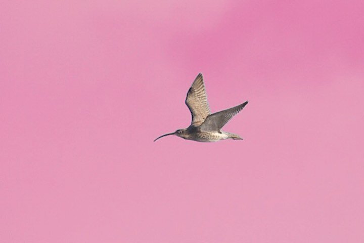 It&rsquo;s #WorldCurlewDay and to celebrate here are some sounds and pics. 

Also, in collaboration with @loughernelp we have created some Curlew-themed ringtones you can download for your phone. Link to sounds and instructions in the bio!

For more 