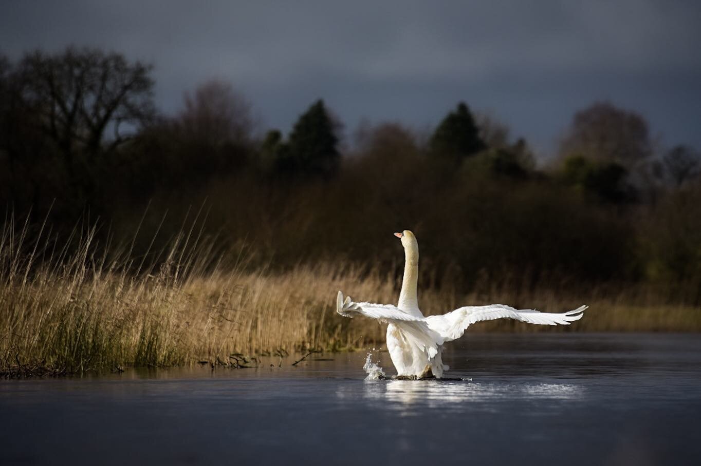 Swan of the border.

A Mute swan (Cygnus olor) stretches its wings on the Belcoo river. This river marks a natural border between Northern Ireland and the Republic of Ireland (and UK/EU by extension). The swan doesn&rsquo;t care and you wouldn&rsquo;