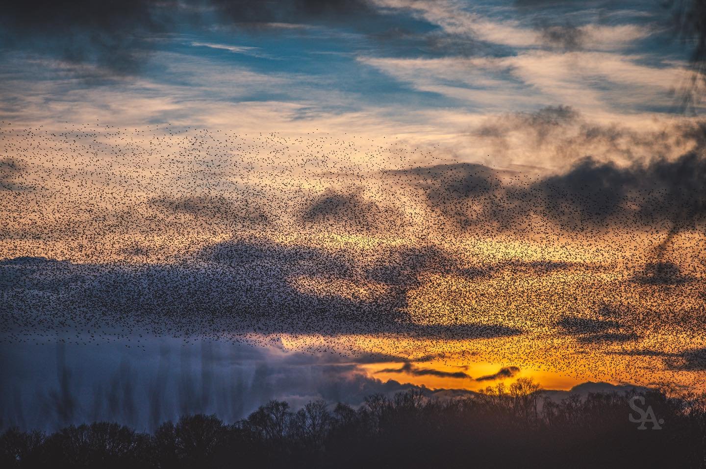 This was spectacular beyond what I could have imagined. The starling murmuration at the Avalon Marshes in Somerset. Hundreds of thousands of birds coming to roost on the reed beds. The numbers are hard to comprehend. We were quite the crowd of humans