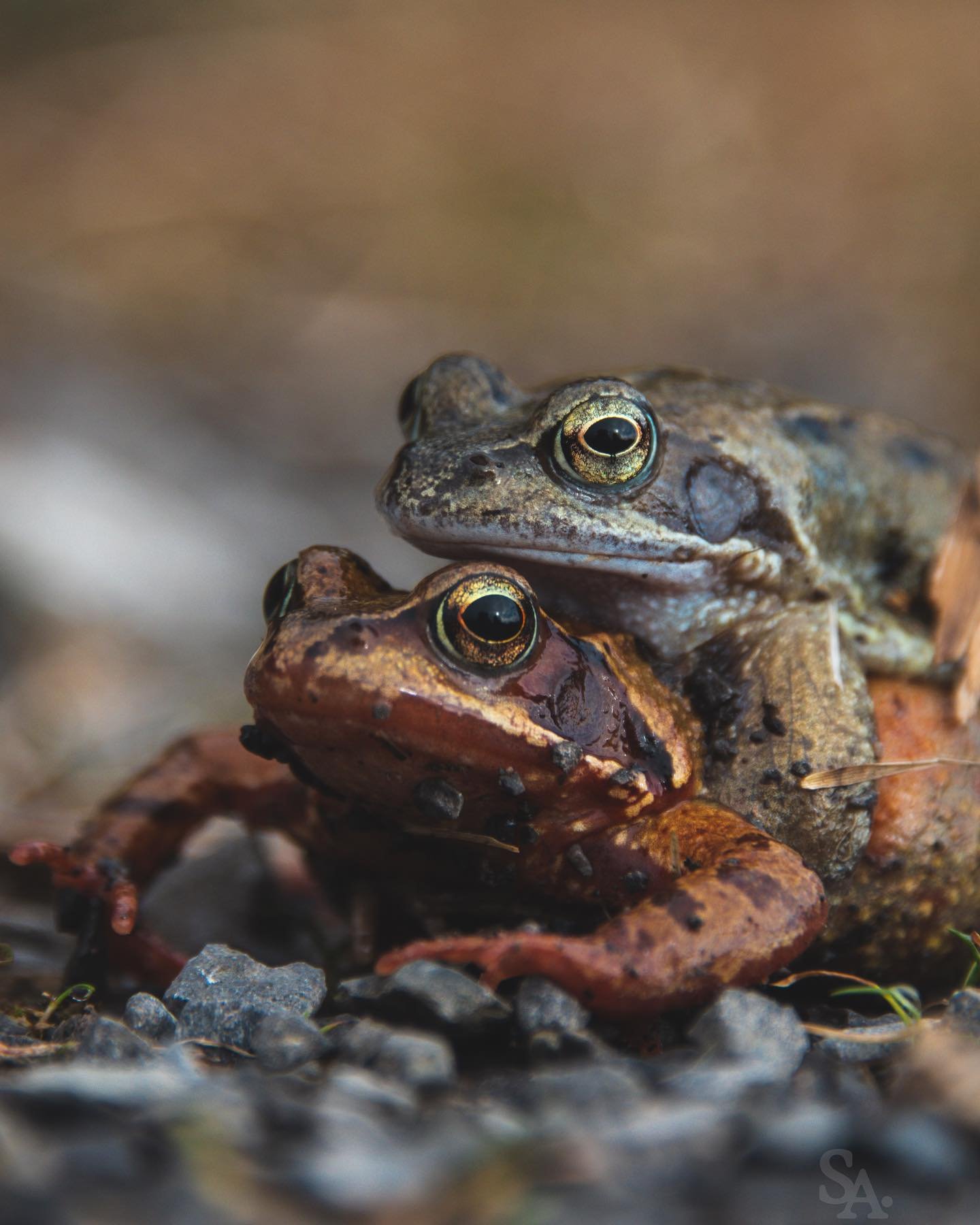 Happy World Frog Day to all our amphibian friends 🐸

➡️➡️ Sound on and 🆙 for slide 5

March 20th is World Frog Day, which was created in 2009 to increase awareness of the plight of threatened frog species around the world. All amphibians, including