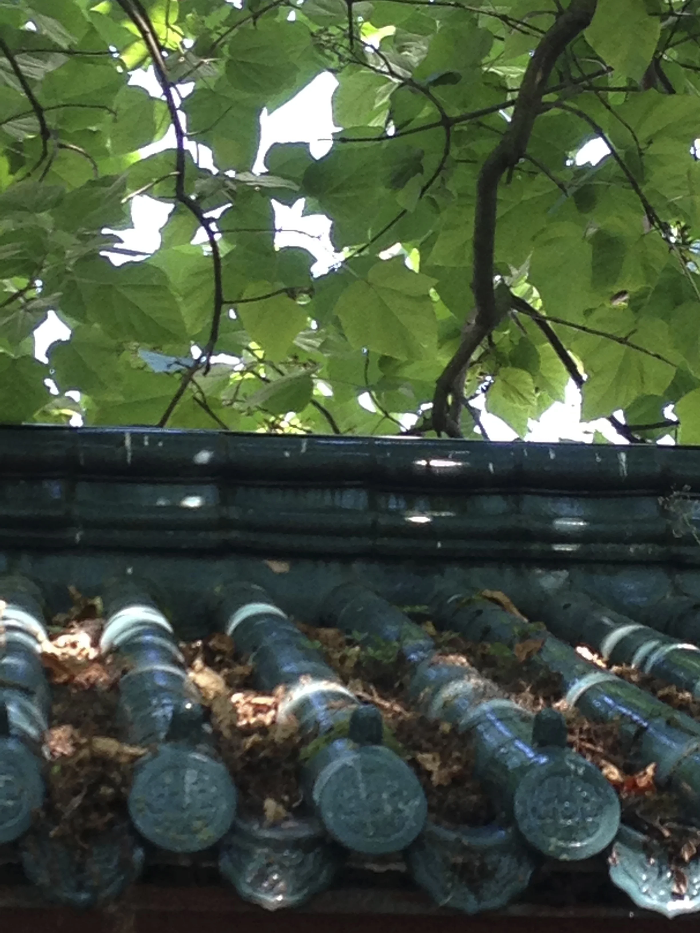 This roof made me swoon.jpg