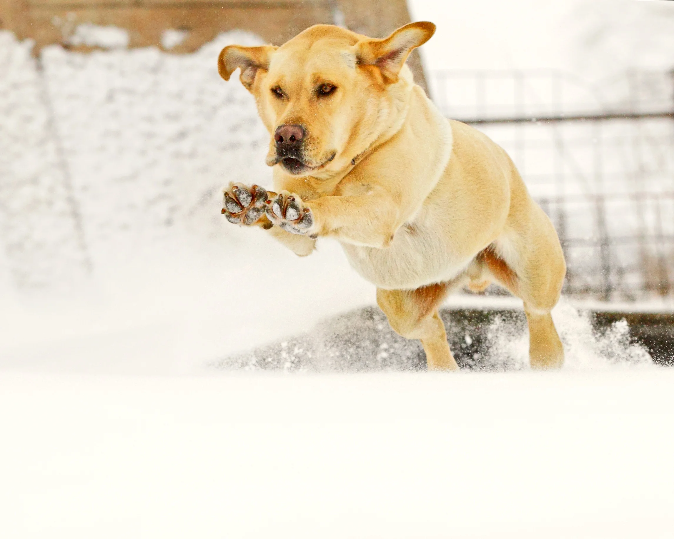 Our favorite (and only) dog! He's a great furry friend.