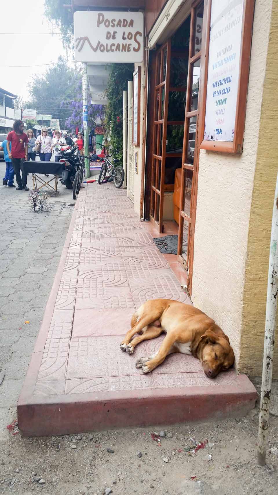Dogs were everywhere! This one is napping outside our hotel.