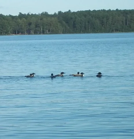 Loons-sandymuller100_3413.JPG
