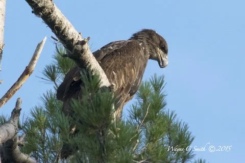 2015-07-20 18.19.49.jpg