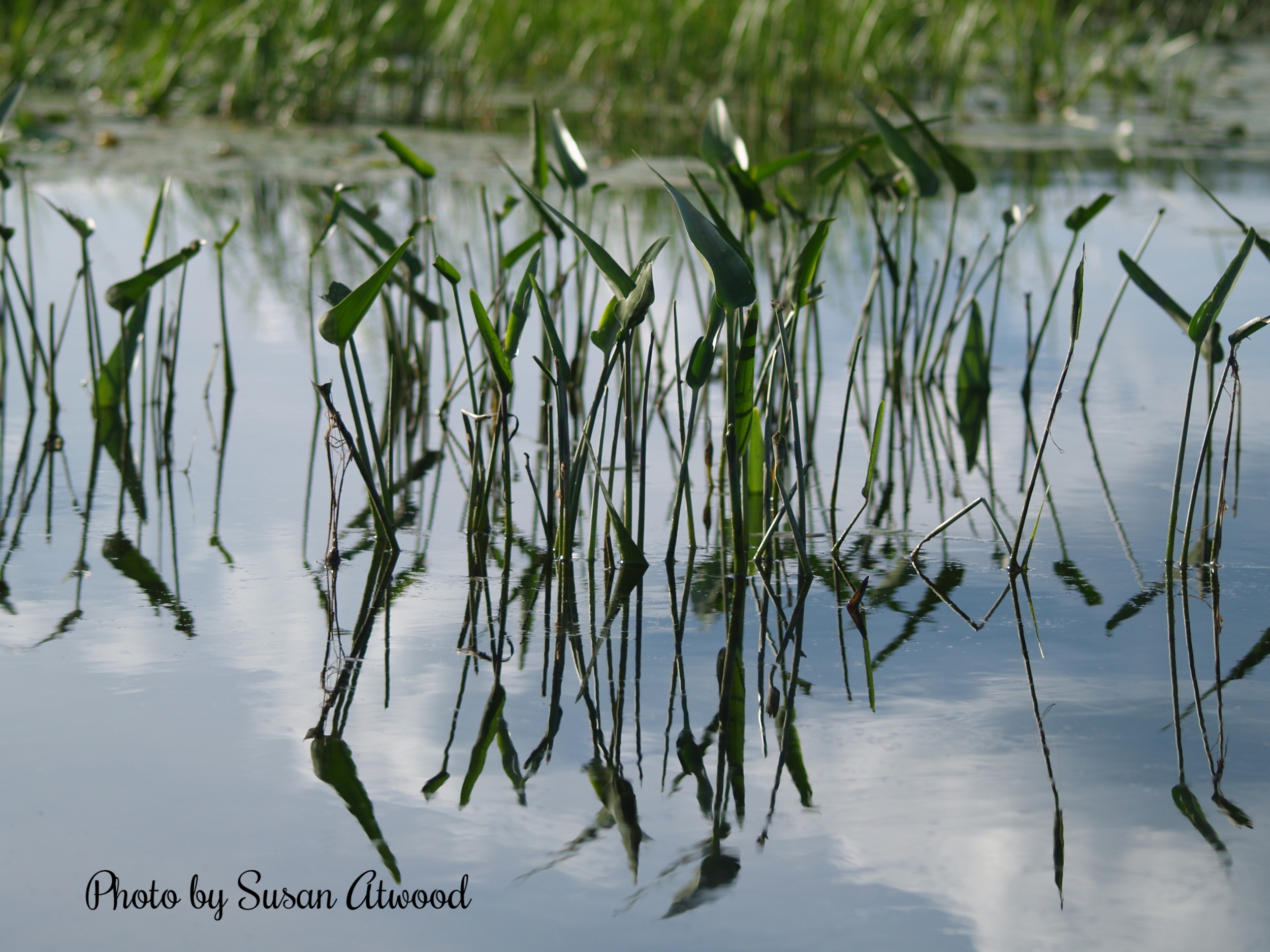 Reflections on Wilson Lake