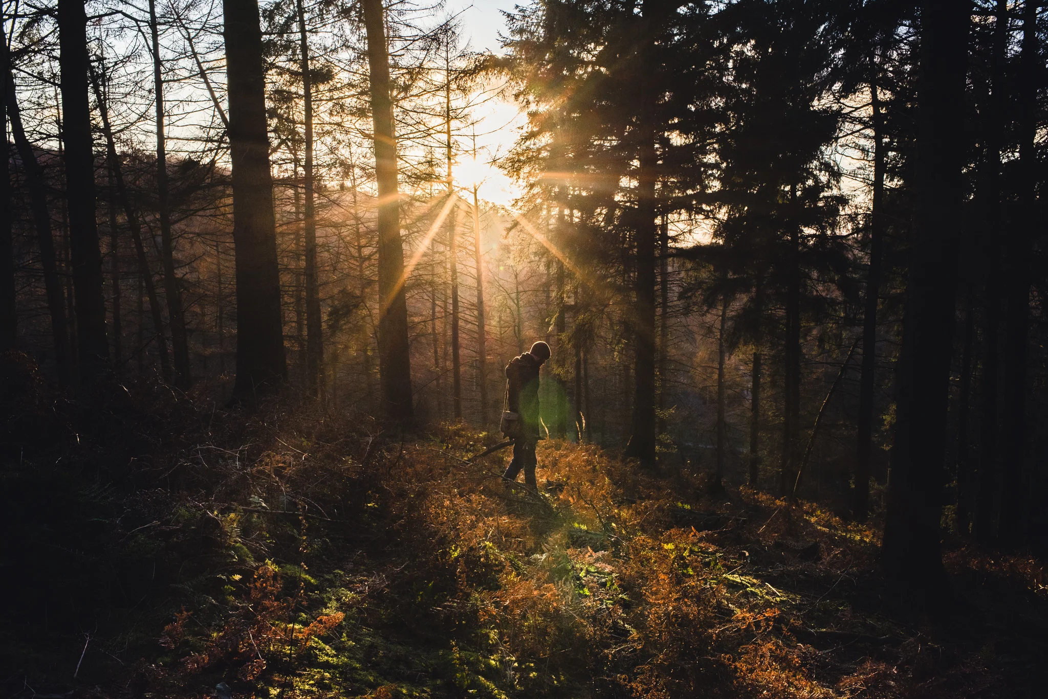 Sunset in Cannock Chase, UK.
