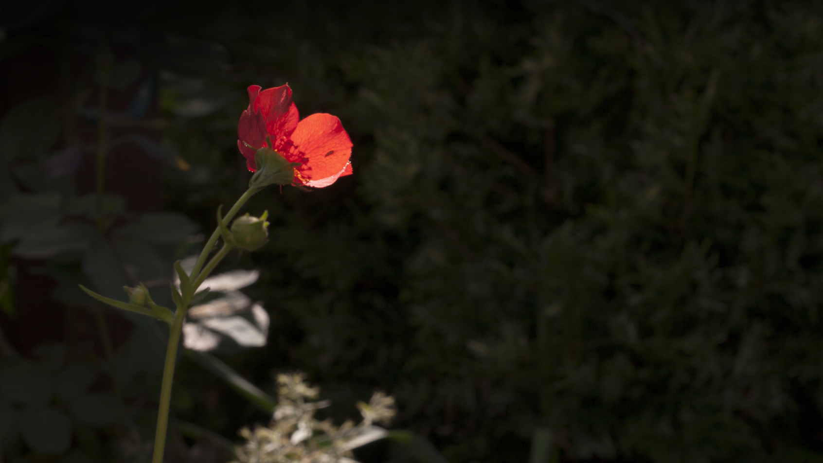 misc-flower.png