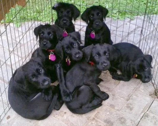 Puppies